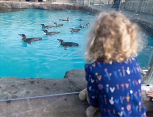 A little girl watches the penguins swimming at Exploris Aquarium