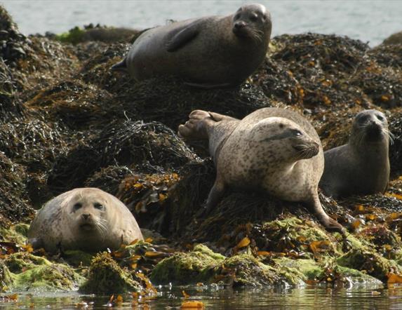 Photo of four seals gathered on the seaweed and moss covered sea rocks