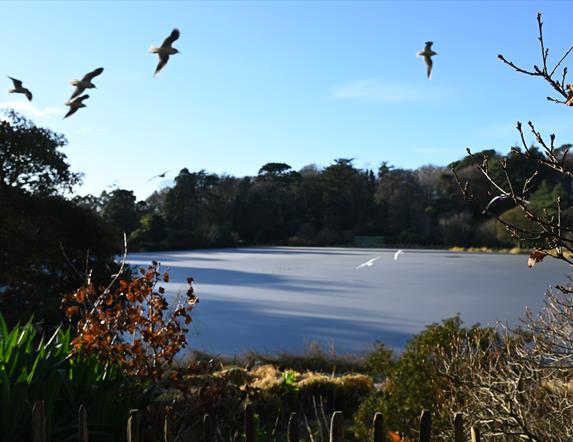 The lake and surrounding forest at Mount Stewart