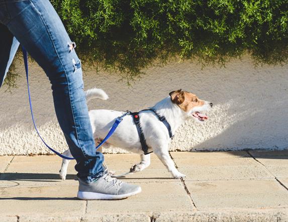 Person walking with a dog on a lead