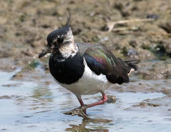 A lapwing wading in mud.