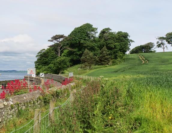 Nugent's Wood by Strangford Lough