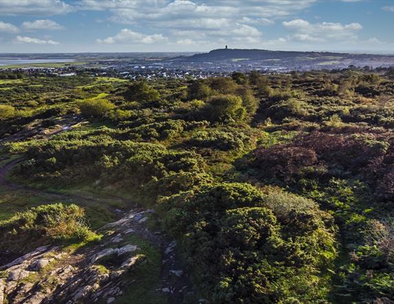 An aerial photo of the Country Park showing the expanse of forest, with Scrabo Tower in the background