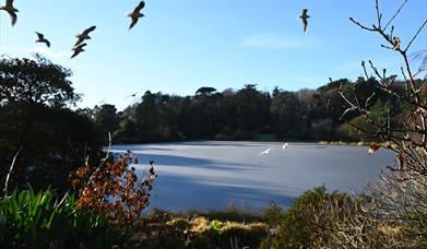 The lake and surrounding forest at Mount Stewart