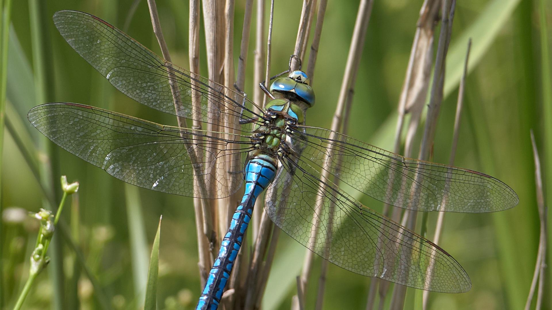 Close up of an emperor dragonfly