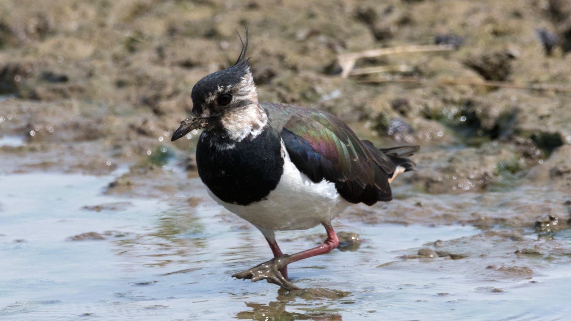 A lapwing wading in mud.