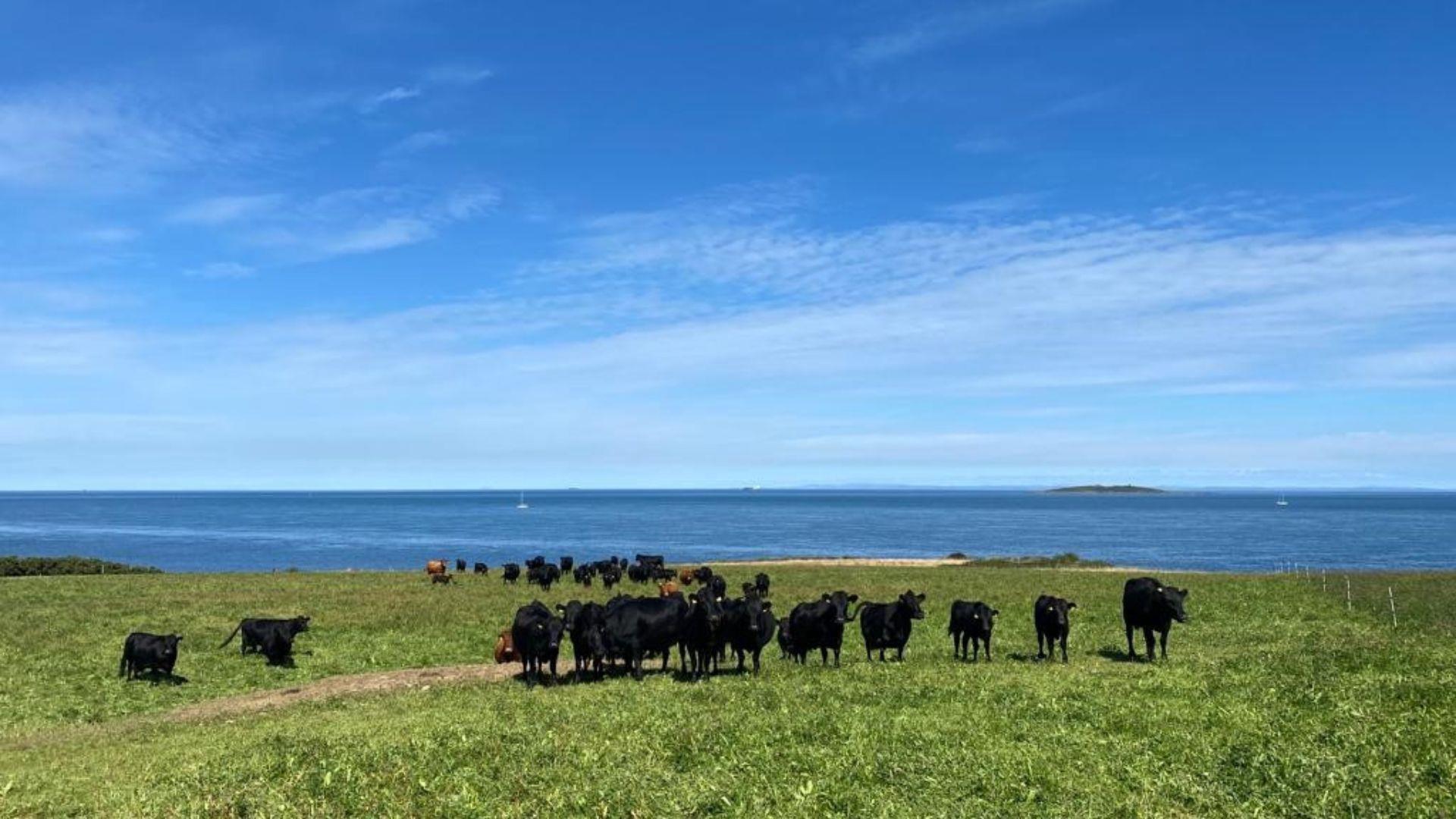 Cows, Grass, Sea, Orlock