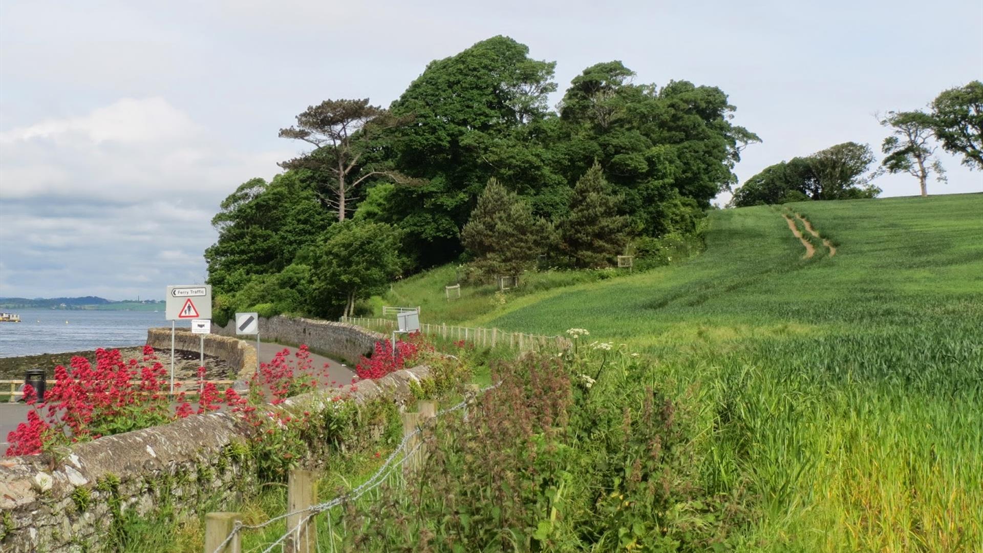 Nugent's Wood by Strangford Lough