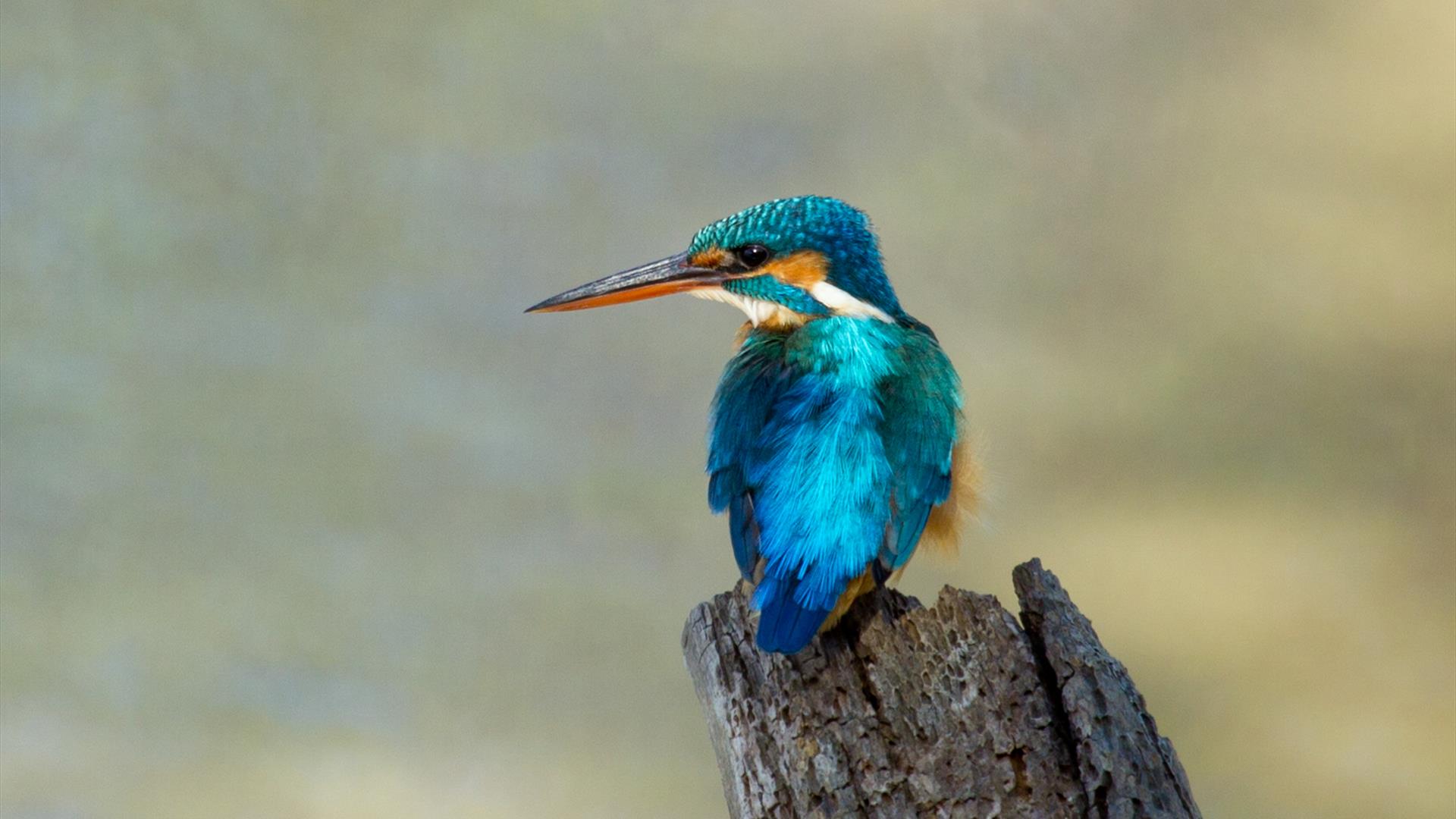 image of bird perched on the end of a bark