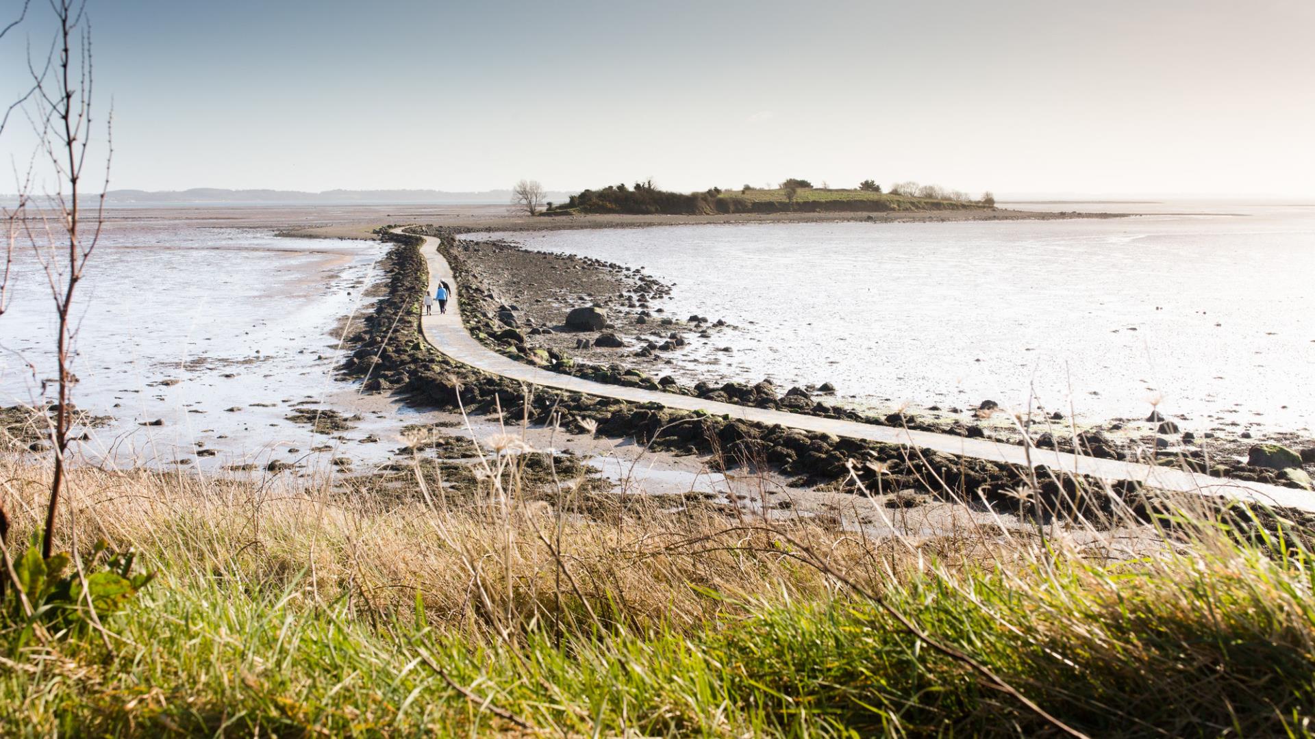 Shorelife Celebration: Brent Geese and Wintering birds guided walk