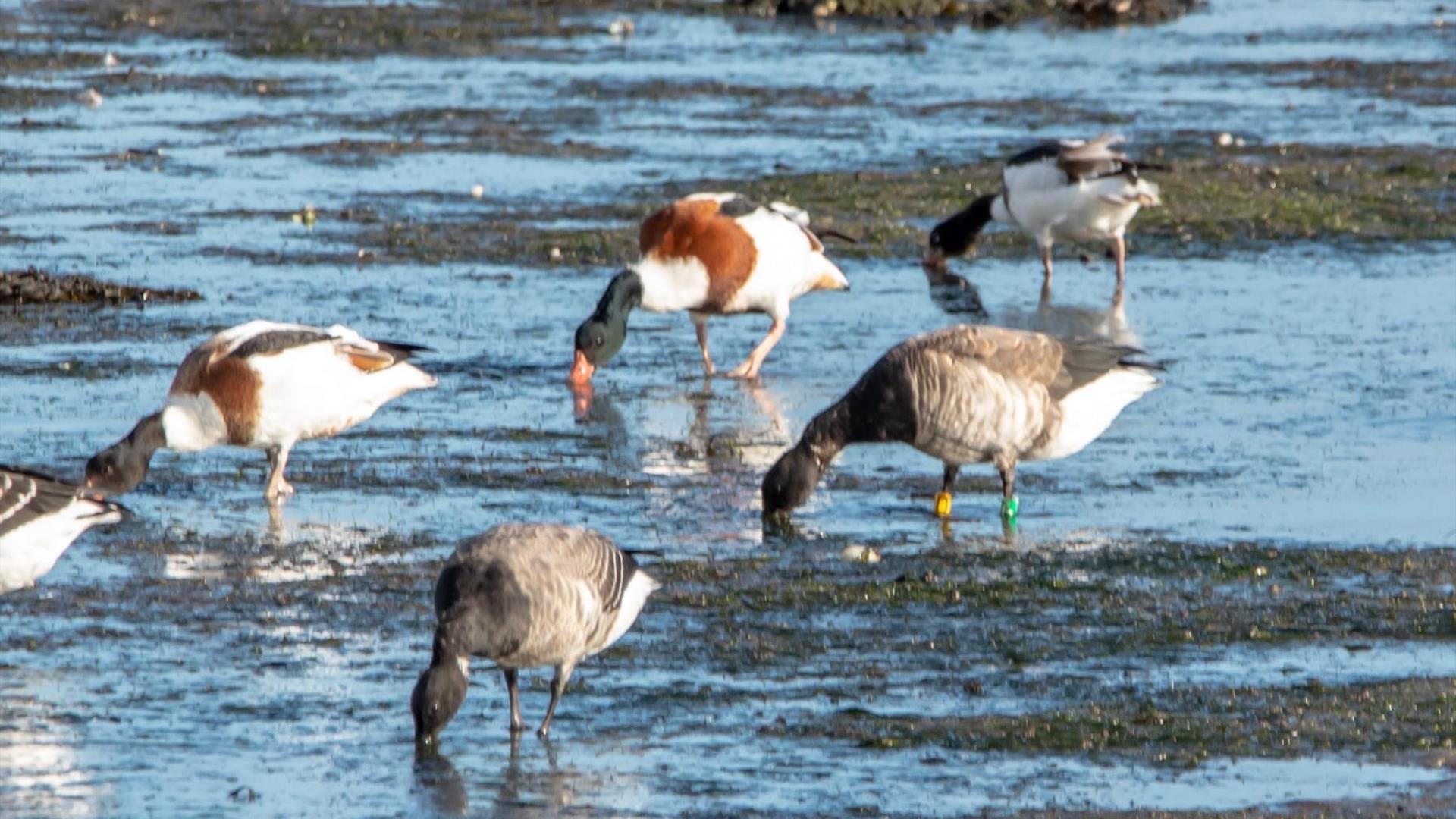 Brent Goose