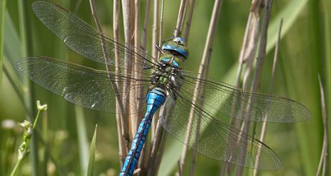 Close up of an emperor dragonfly