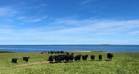 Cows, Grass, Sea, Orlock