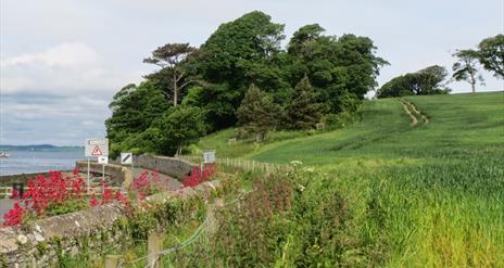 Nugent's Wood by Strangford Lough