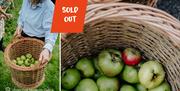 Apples being collected from orchard in baskets with overlaying text saying Sold Out