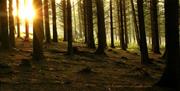 Sunlight shines through the tree trunks of Cairn Wood Forest