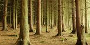 Trees in Cairn Wood Forest