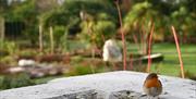 A robin sitting on a frost covered ledge in the Mount Stewart gardens