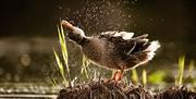 A duck shaking water from its feathers.