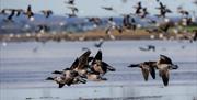 Brent Geese on the waters of Strangford Lough