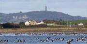 Brent Geese on the waters of Strangford Lough with Scrabo Tower in the background