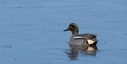 A Teal duck on a lake