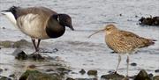 Brent goose and curlew on Strangford Lough