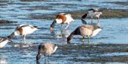 Brent Goose