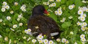 Moorhen surrounded by daisies.