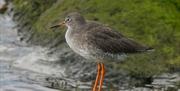 Redshank