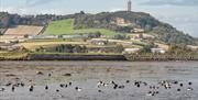 Brent geese on Strangford Lough near Scrabo