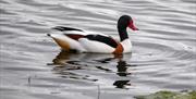 Shelduck