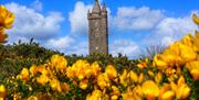 Whin blossom at Scrabo Tower