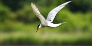 Tern in flight, diving for food.